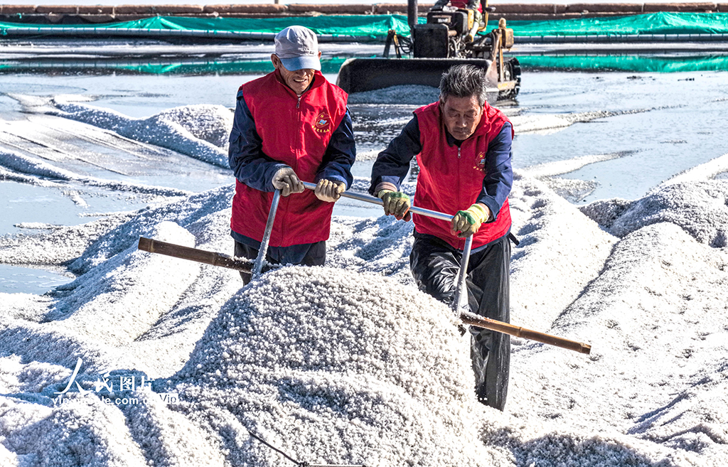 山东荣成：海盐丰收【7】