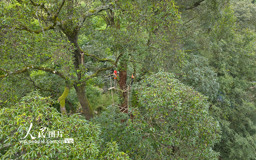 重庆：修复古树名木 留住绿色“活化石”【3】