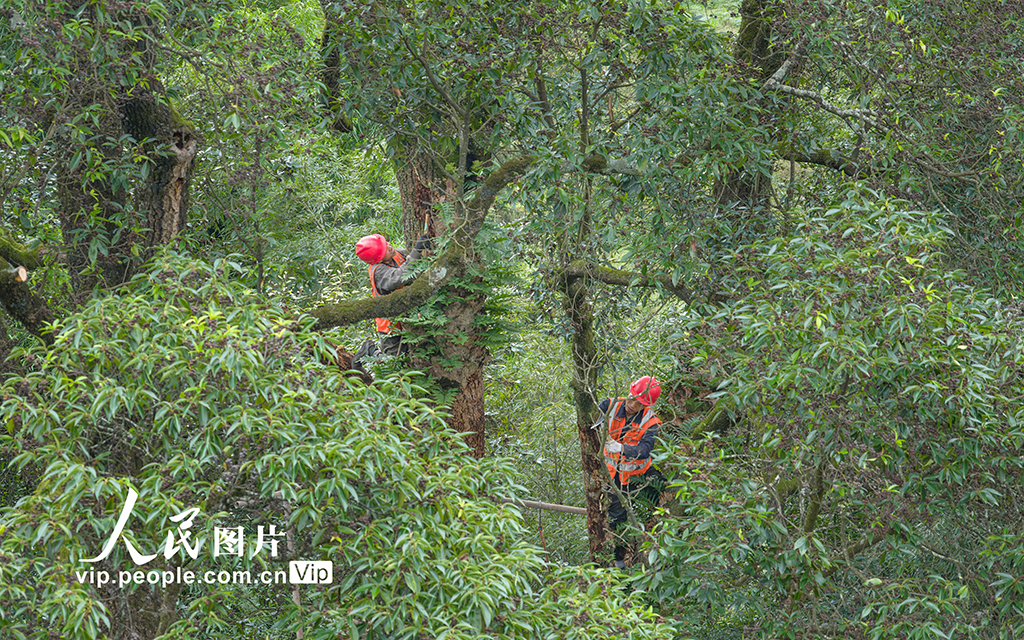 重庆：修复古树名木 留住绿色“活化石”【2】