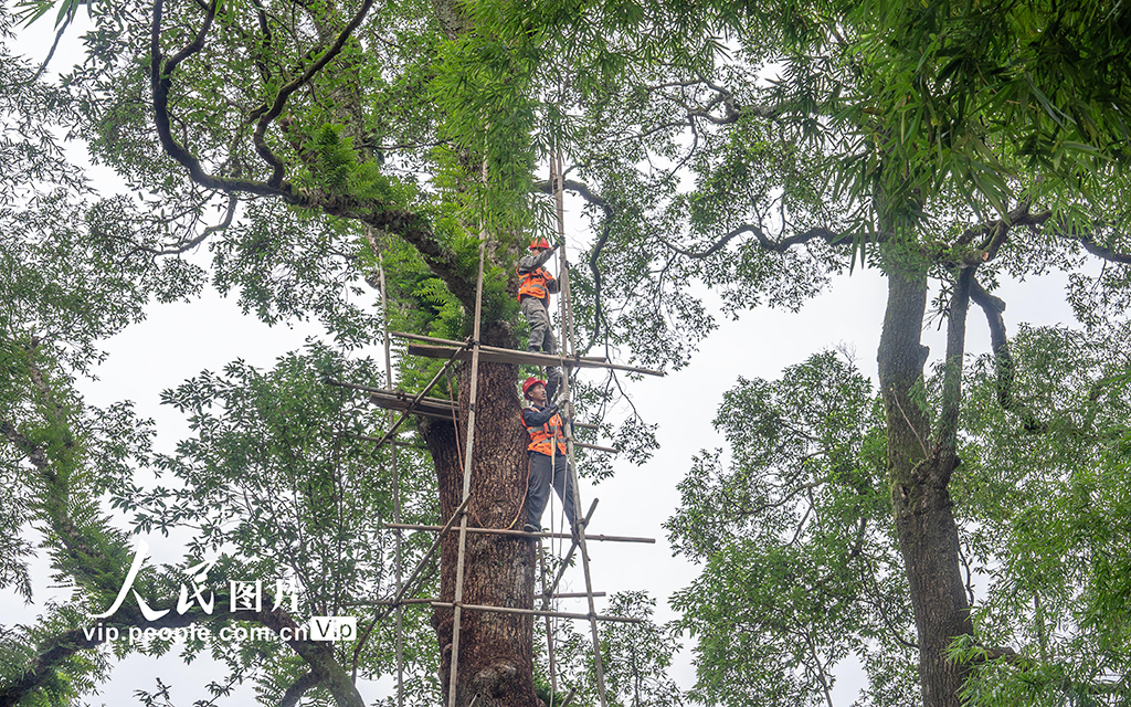 重庆：修复古树名木 留住绿色“活化石”【4】