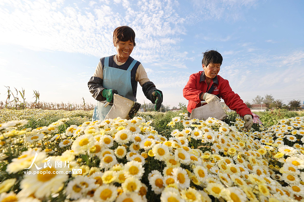 安徽淮北：采收菊花【3】