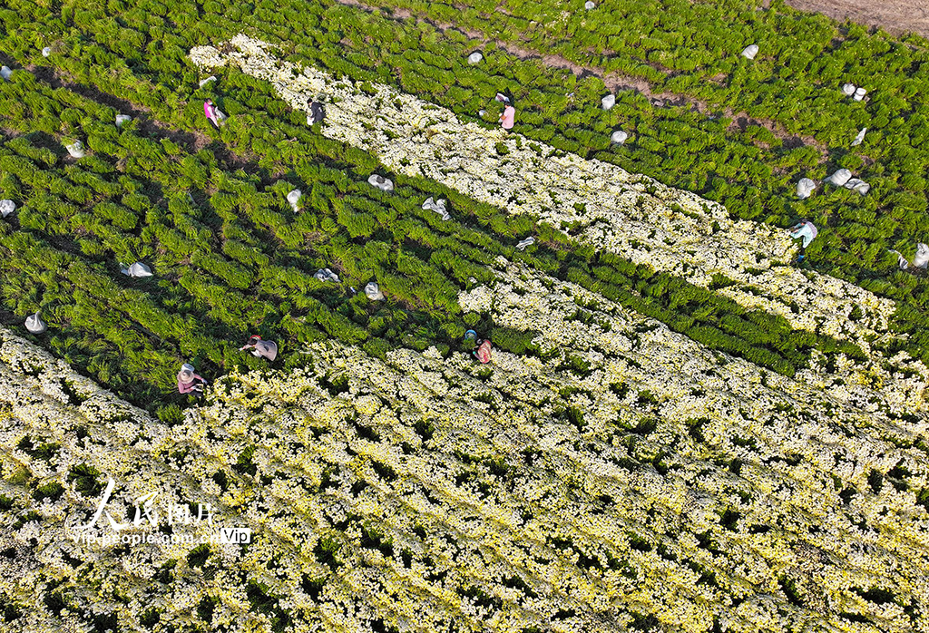 安徽淮北：采收菊花【5】