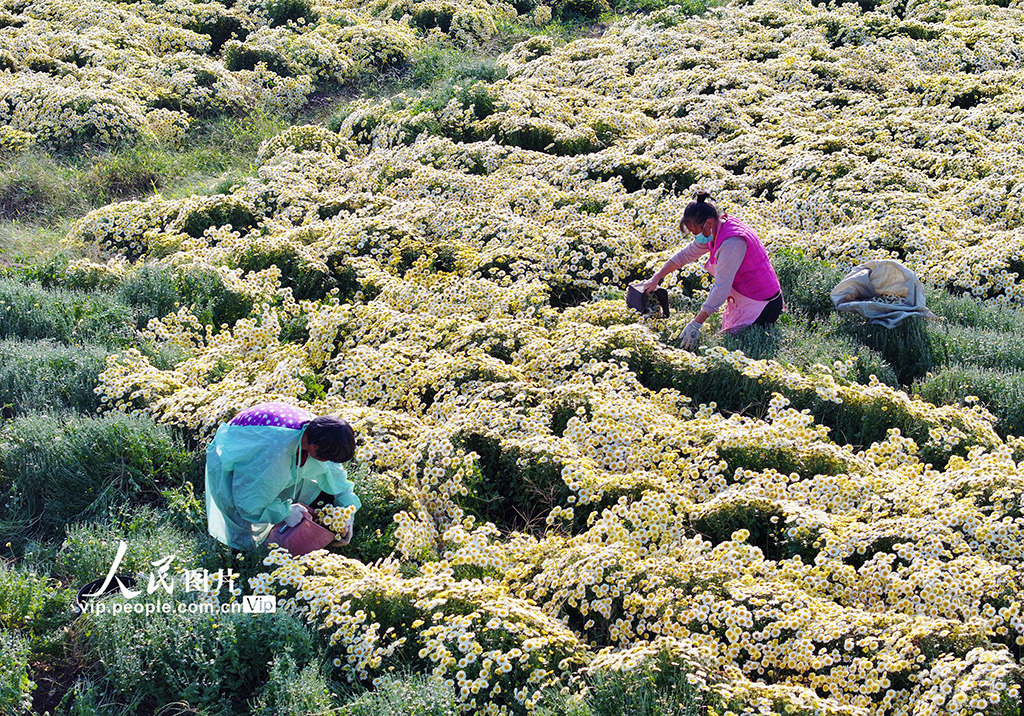 安徽淮北：采收菊花【2】