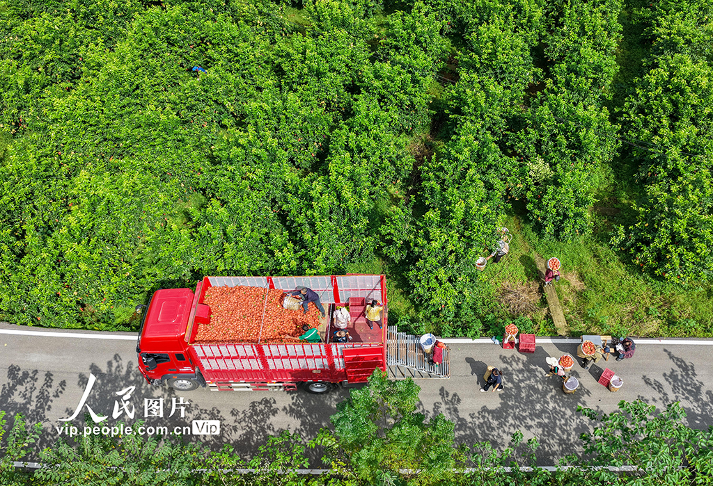 四川广安：柠檬丰收【4】