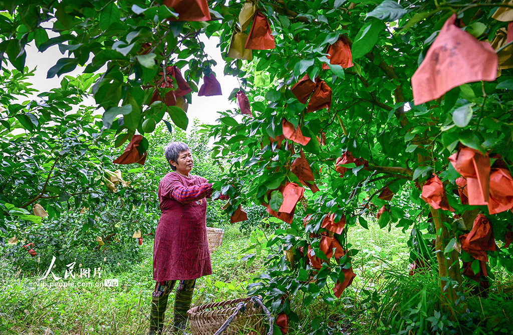 四川广安：柠檬丰收【3】