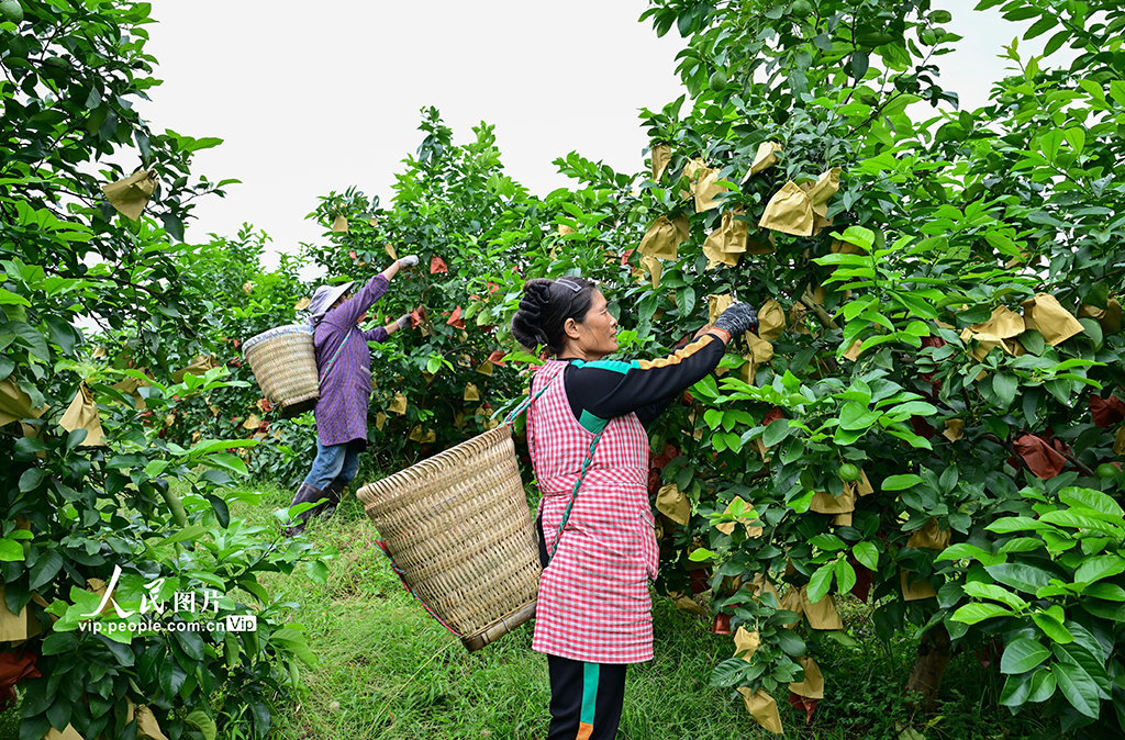 四川广安：柠檬丰收【2】