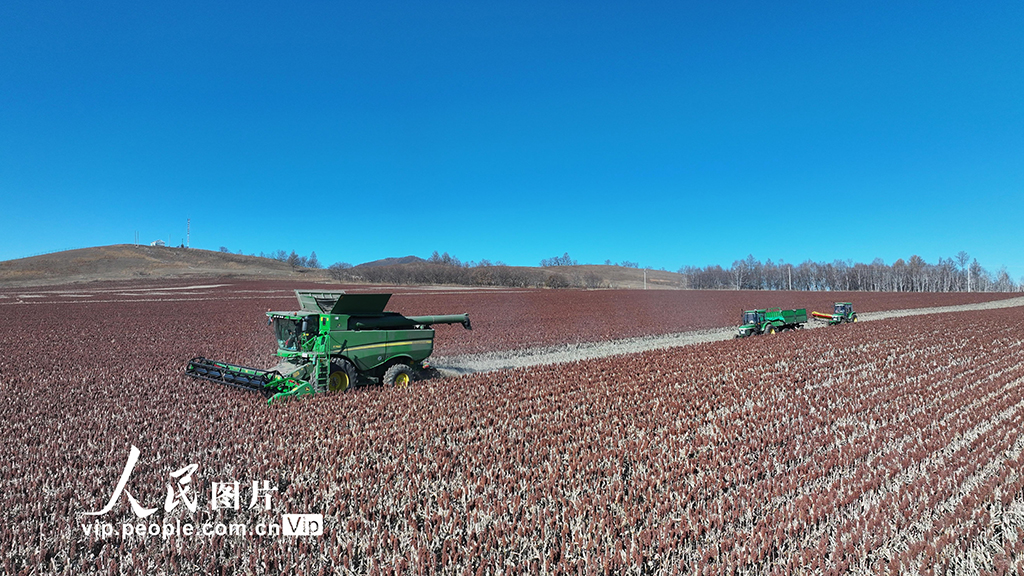 内蒙古呼伦贝尔：高粱丰收【4】