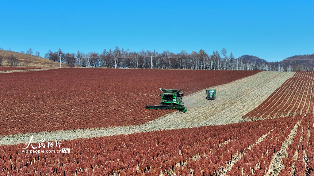 内蒙古呼伦贝尔：高粱丰收【2】