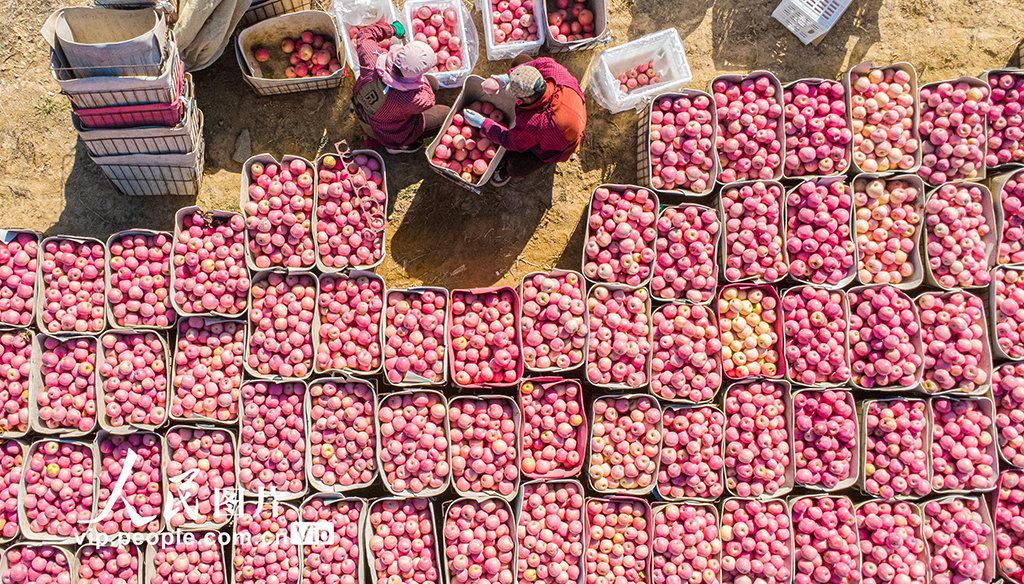 山东乳山：苹果喜丰收【6】