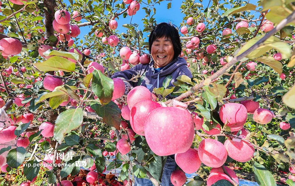 山东乳山：苹果喜丰收【2】