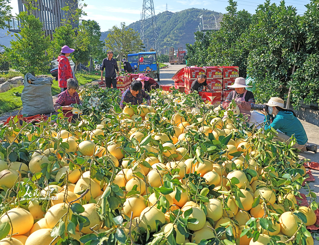 浙江玉环： 文旦柚喜丰收【3】