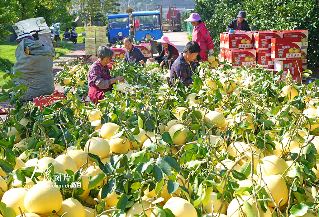 浙江玉环： 文旦柚喜丰收【2】