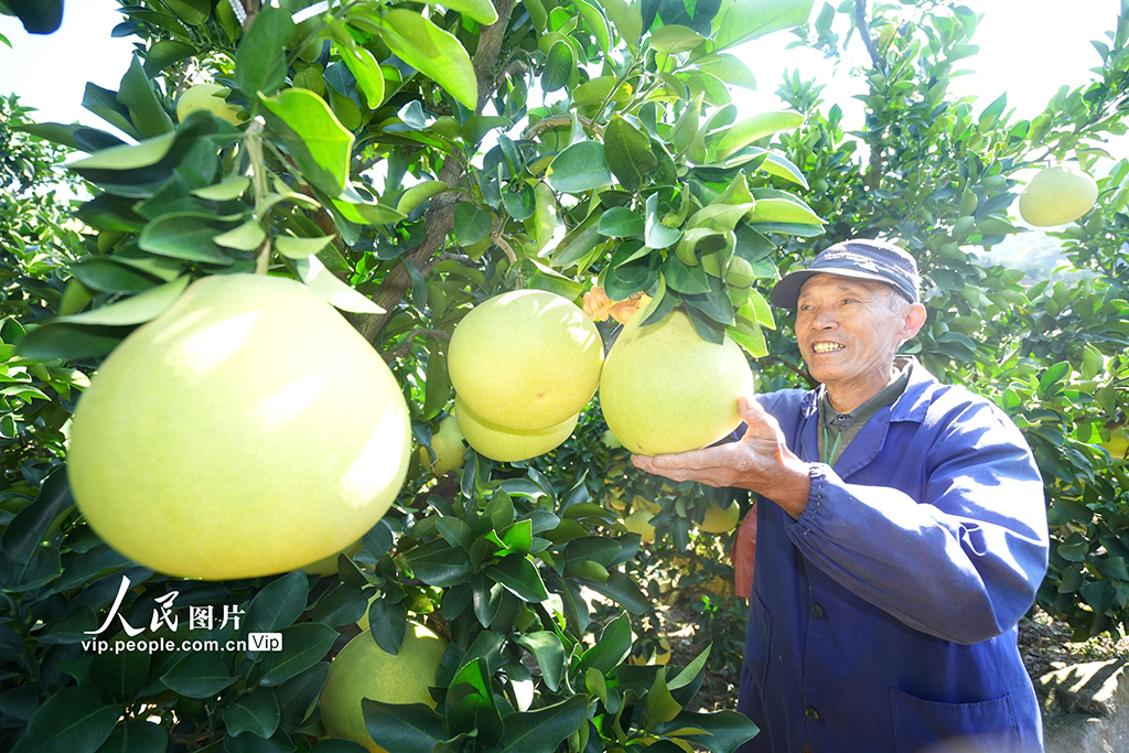 浙江玉环： 文旦柚喜丰收【4】