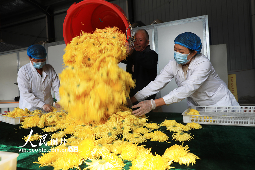 河南鄢陵：菊花采收【3】