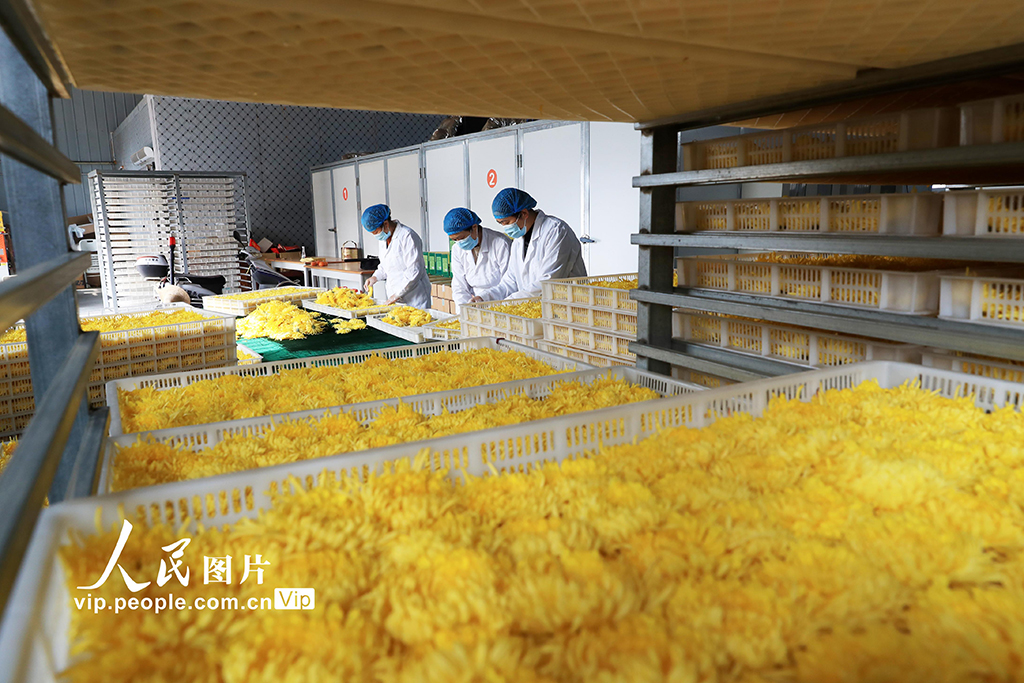 河南鄢陵：菊花采收【5】