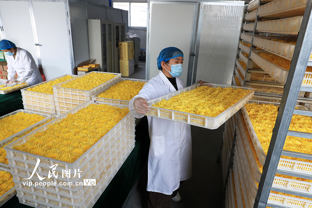 河南鄢陵：菊花采收【6】