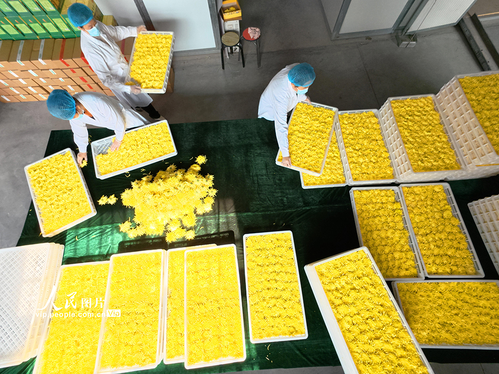 河南鄢陵：菊花采收【4】