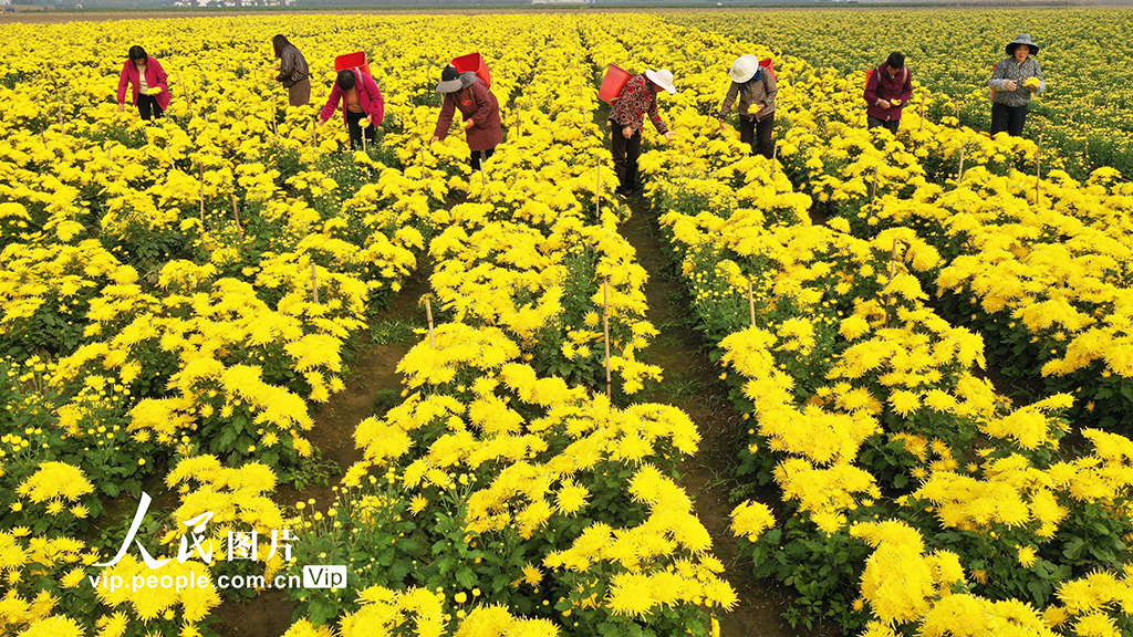 河南鄢陵：菊花采收【2】