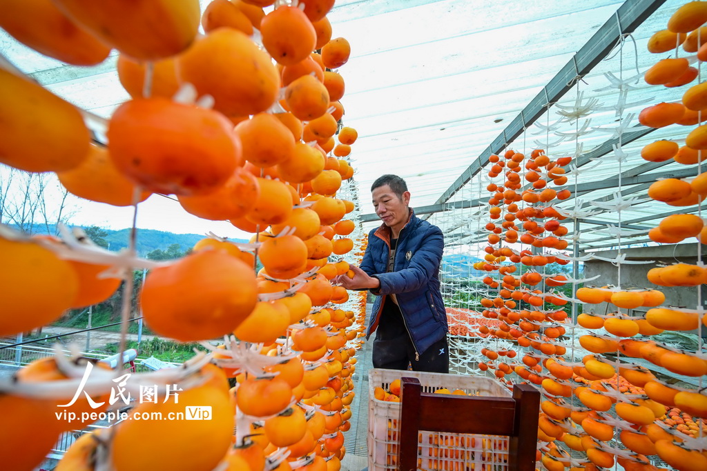 河南宜阳：柿饼加工【3】