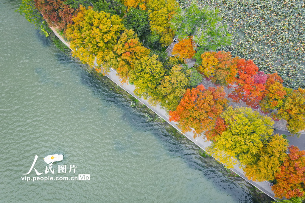 江苏南京：玄武湖秋景如画【4】