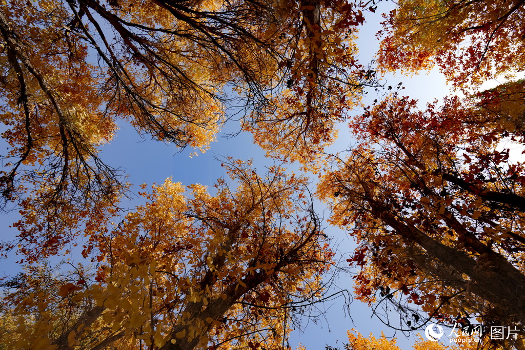 新疆：金色胡杨映棉白【4】