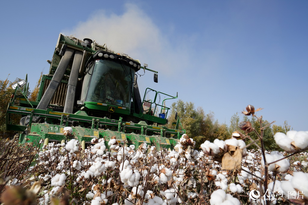 新疆：金色胡杨映棉白【3】