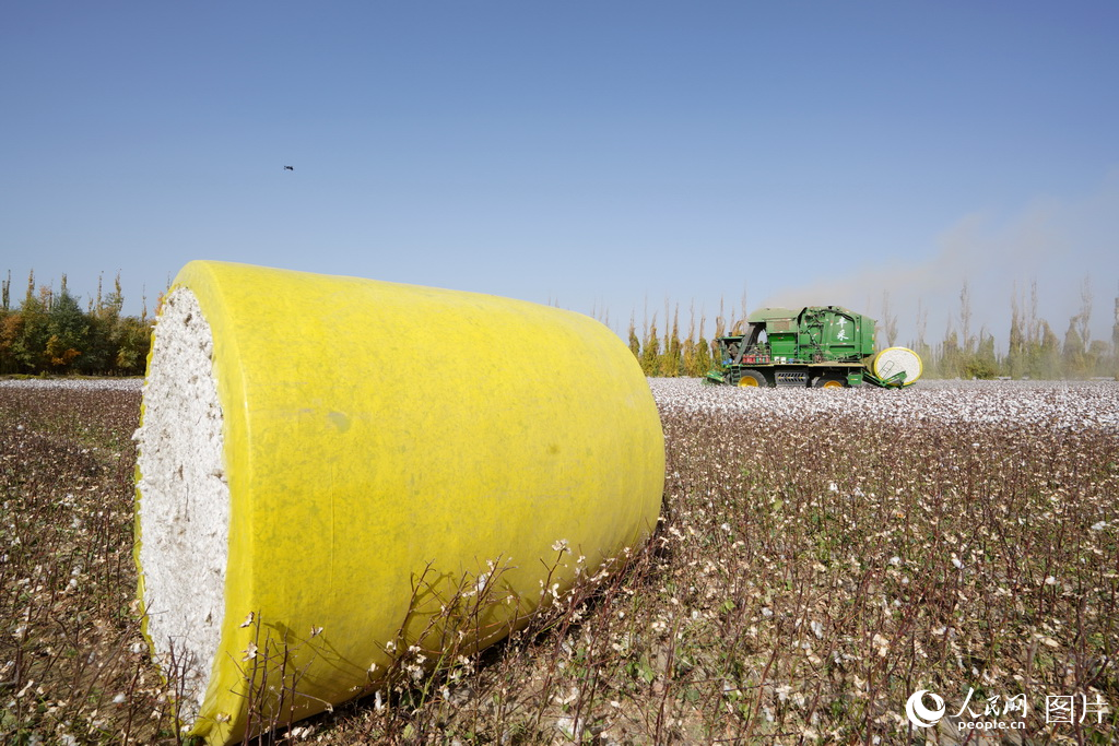 新疆：金色胡杨映棉白【2】
