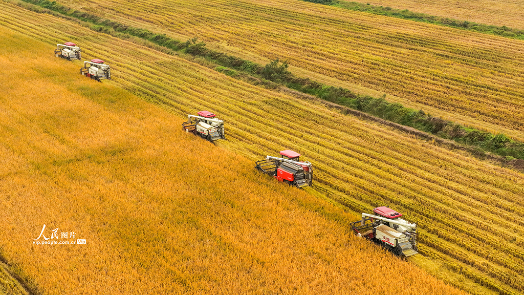 江苏泗洪：抢收水稻【2】
