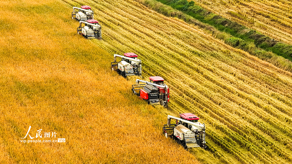 江苏泗洪：抢收水稻【3】