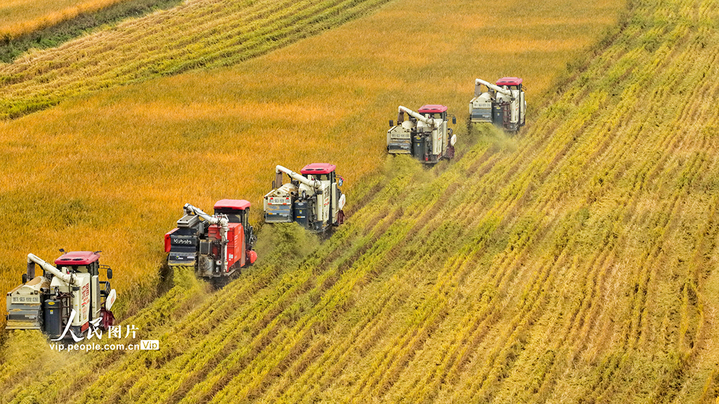江苏泗洪：抢收水稻【4】