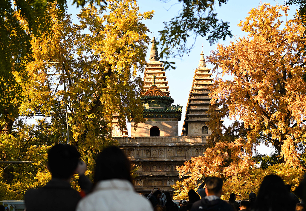 掩映在银杏树下的金刚宝座塔（10月26日摄）。