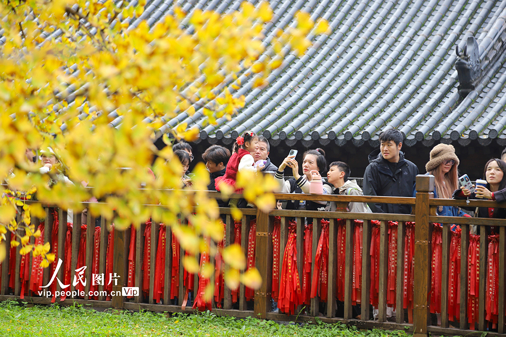 陕西西安：古银杏树换“金装”【4】