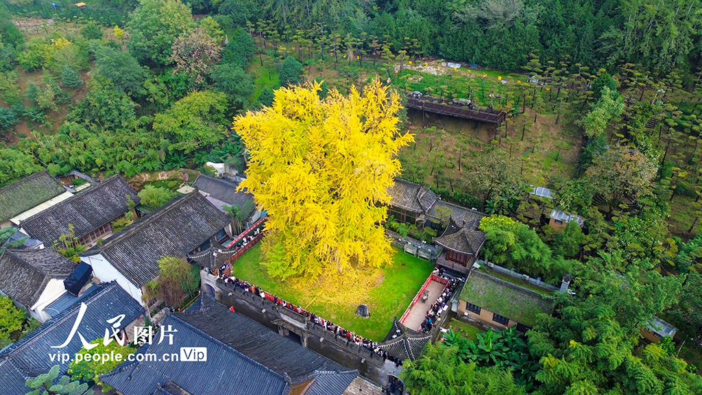 陕西西安：古银杏树换“金装”【2】