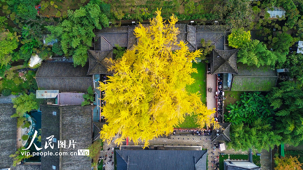 陕西西安：古银杏树换“金装”【3】