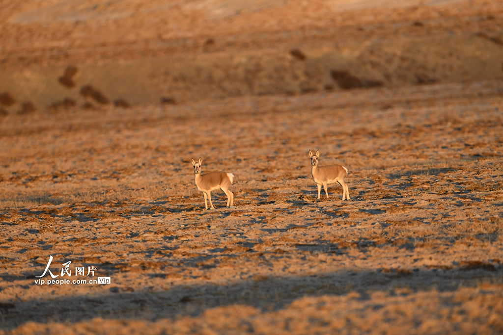 甘肃阿克塞：高原精灵藏原羚活动觅食【3】