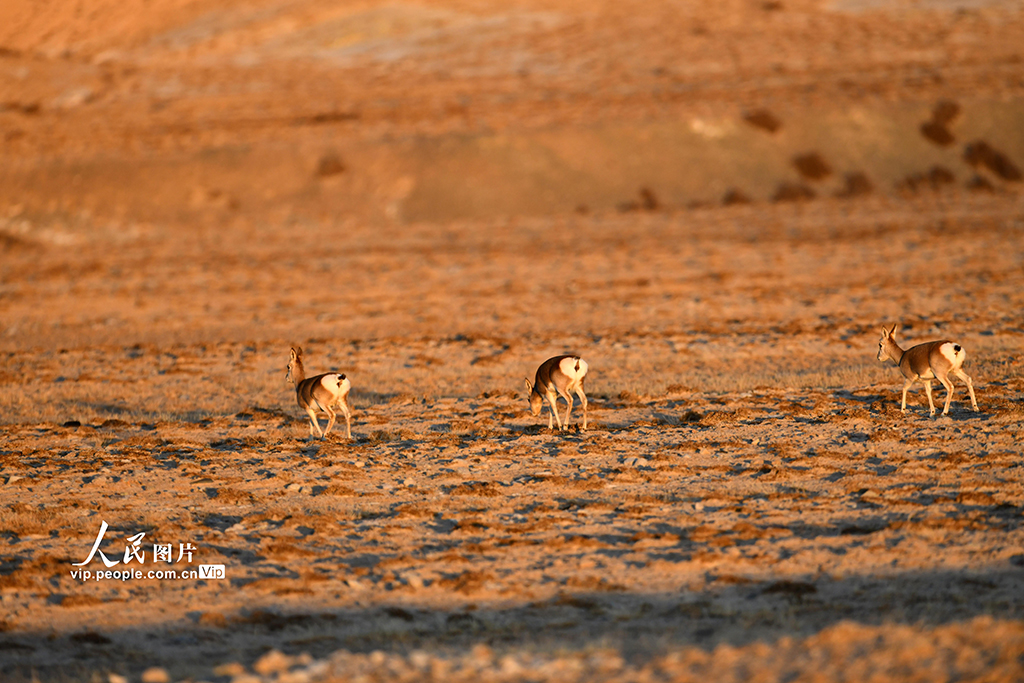 甘肃阿克塞：高原精灵藏原羚活动觅食【4】
