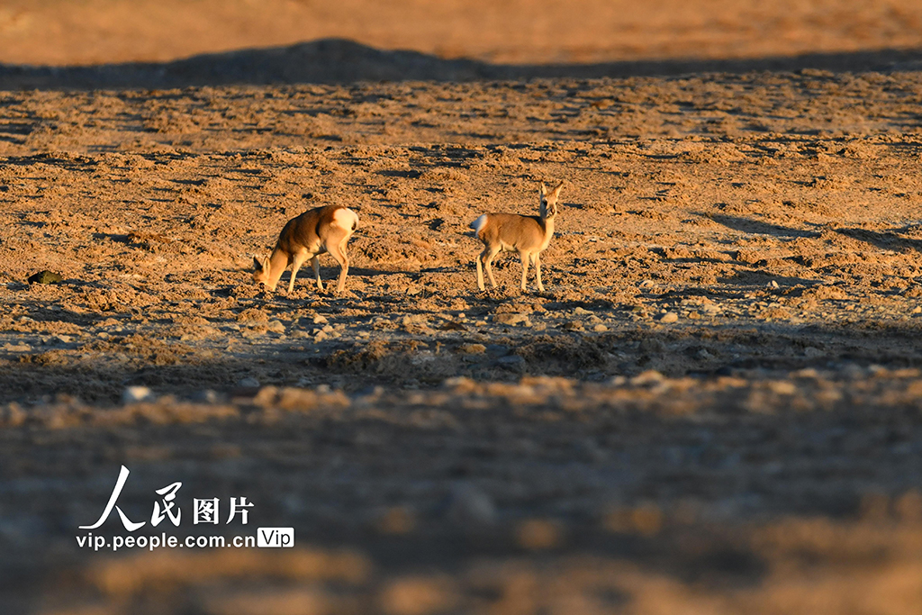 甘肃阿克塞：高原精灵藏原羚活动觅食【5】