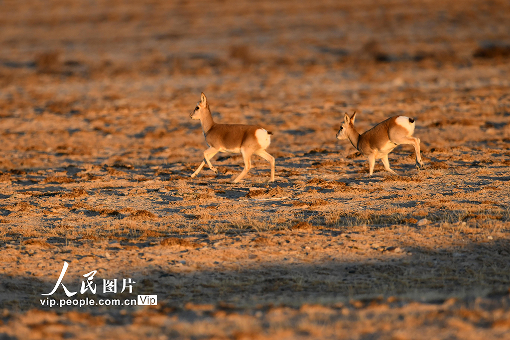 甘肃阿克塞：高原精灵藏原羚活动觅食【6】
