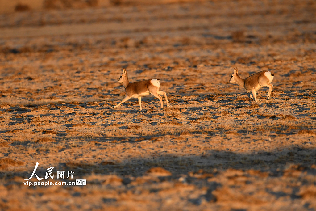 甘肃阿克塞：高原精灵藏原羚活动觅食【7】