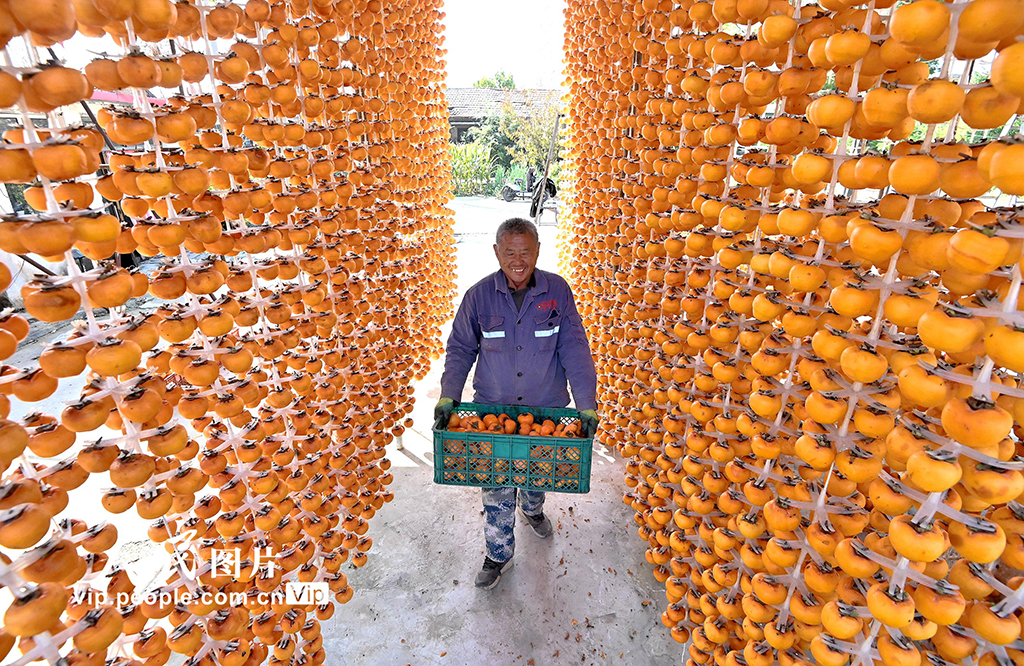 河北磁县：红柿映金秋 柿饼加工忙【4】