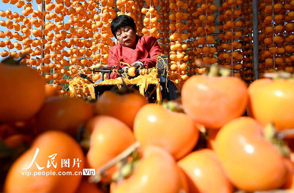 河北磁县：红柿映金秋 柿饼加工忙【2】