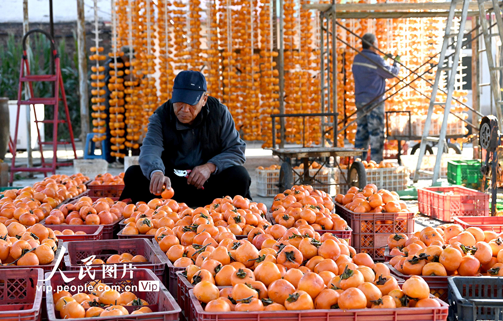 河北磁县：红柿映金秋 柿饼加工忙【3】