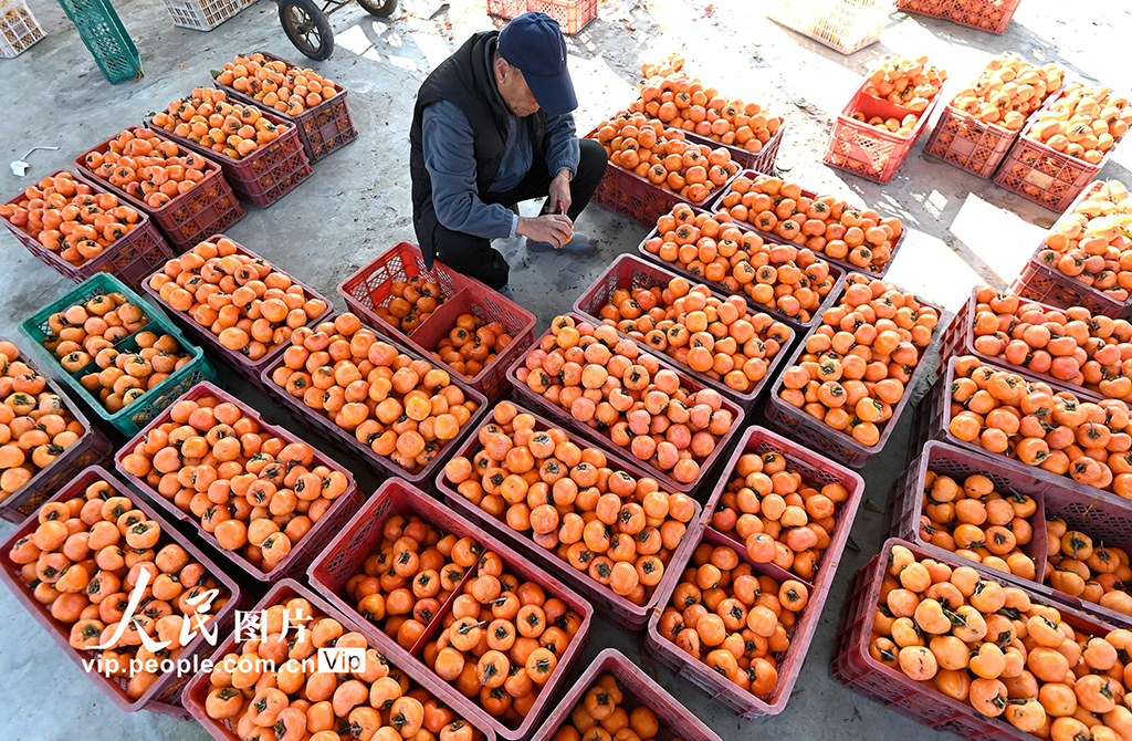 河北磁县：红柿映金秋 柿饼加工忙【5】