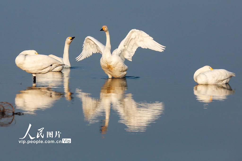 山西运城：首批越冬天鹅飞抵盐湖“安家”【3】