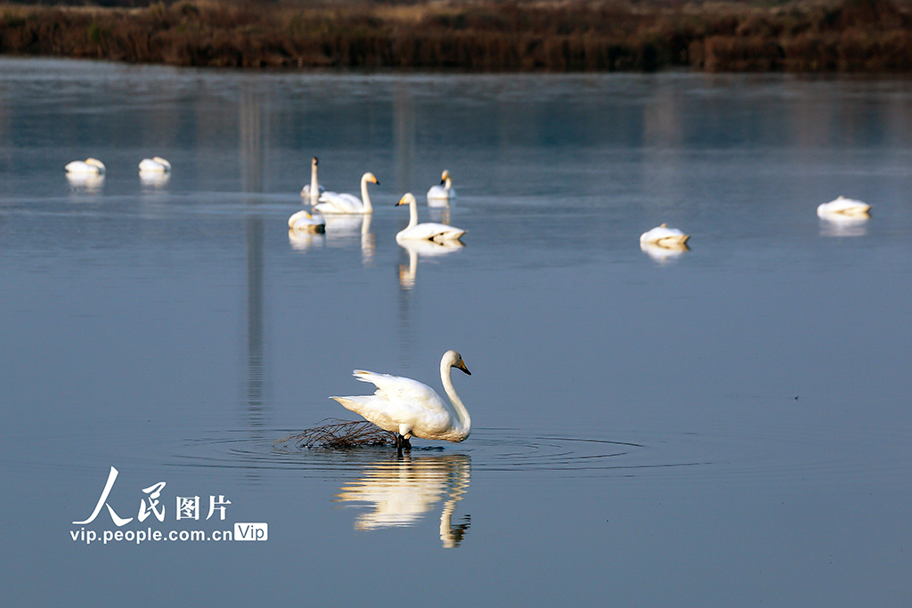 山西运城：首批越冬天鹅飞抵盐湖“安家”【4】