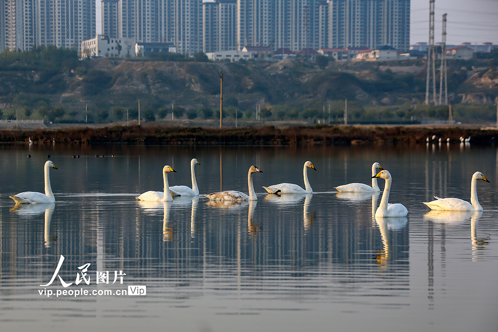 山西运城：首批越冬天鹅飞抵盐湖“安家”【5】