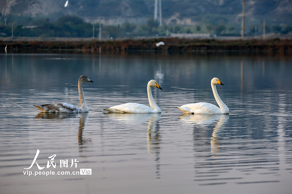 山西运城：首批越冬天鹅飞抵盐湖“安家”【2】