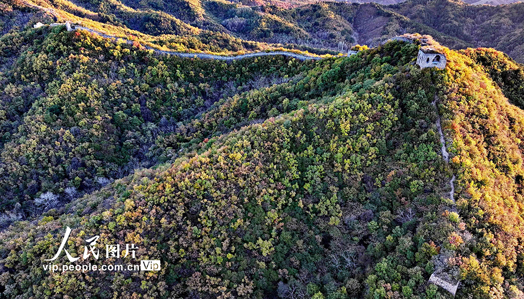 河北秦皇岛：彩叶映长城【2】