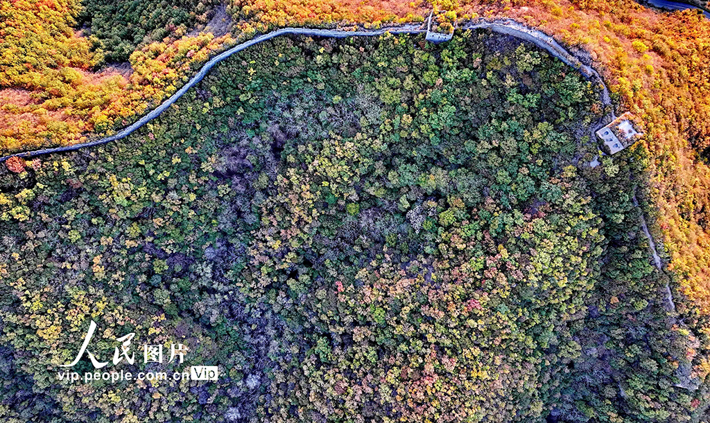 河北秦皇岛：彩叶映长城【3】