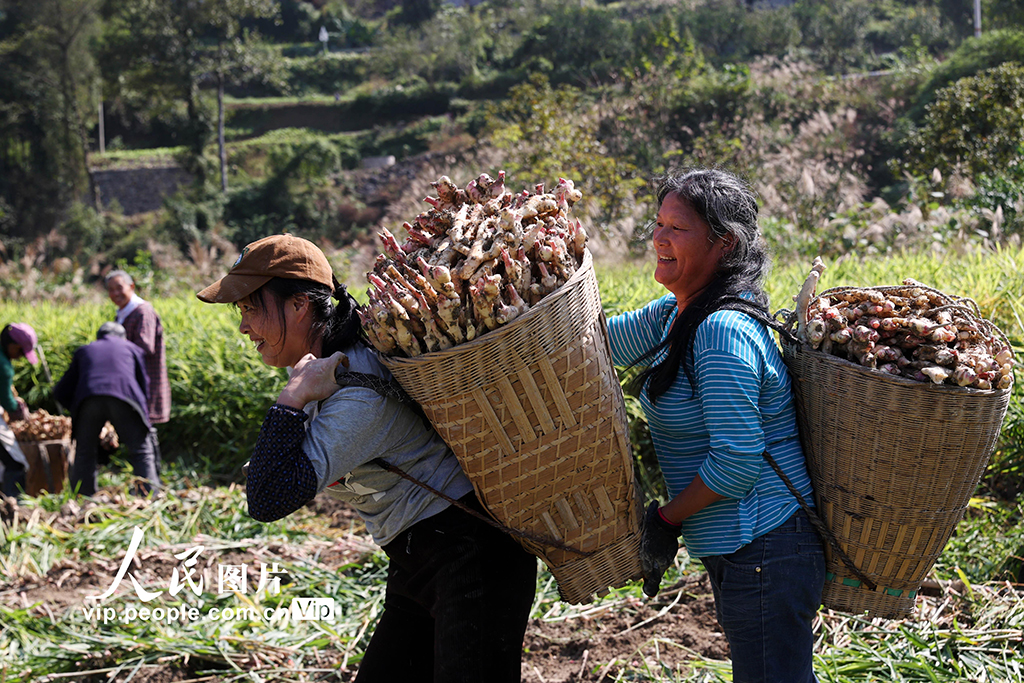 重庆：采挖富锶生姜【2】